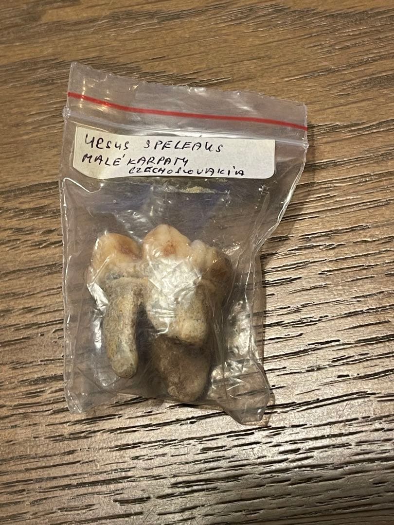 【博物館級】ホラアナグマ 洞窟クマ 化石 臼歯 状態超良好 恐竜 歯